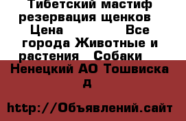 Тибетский мастиф резервация щенков › Цена ­ 100 000 - Все города Животные и растения » Собаки   . Ненецкий АО,Тошвиска д.